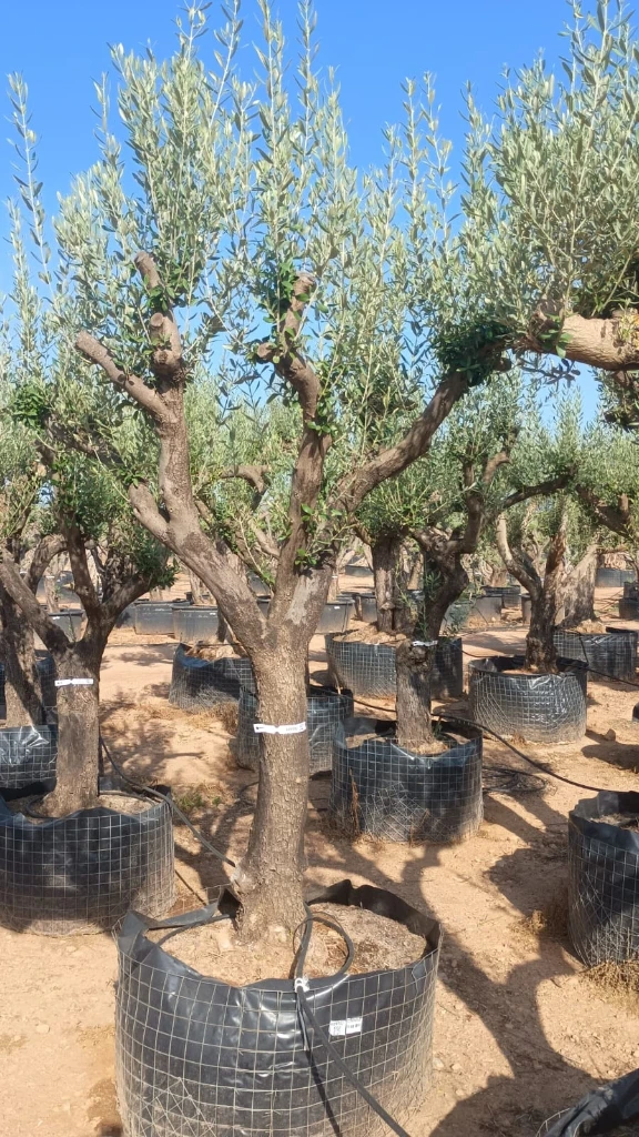 ONM50 - Olea Europaea Malla Metálica
