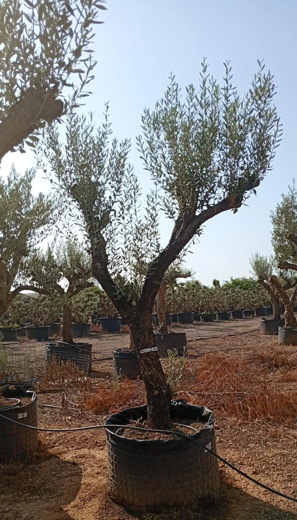 ONM50 - Olea Europaea Malla Metálica