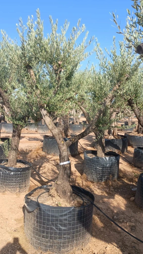 ONM50 - Olea Europaea Malla Metálica