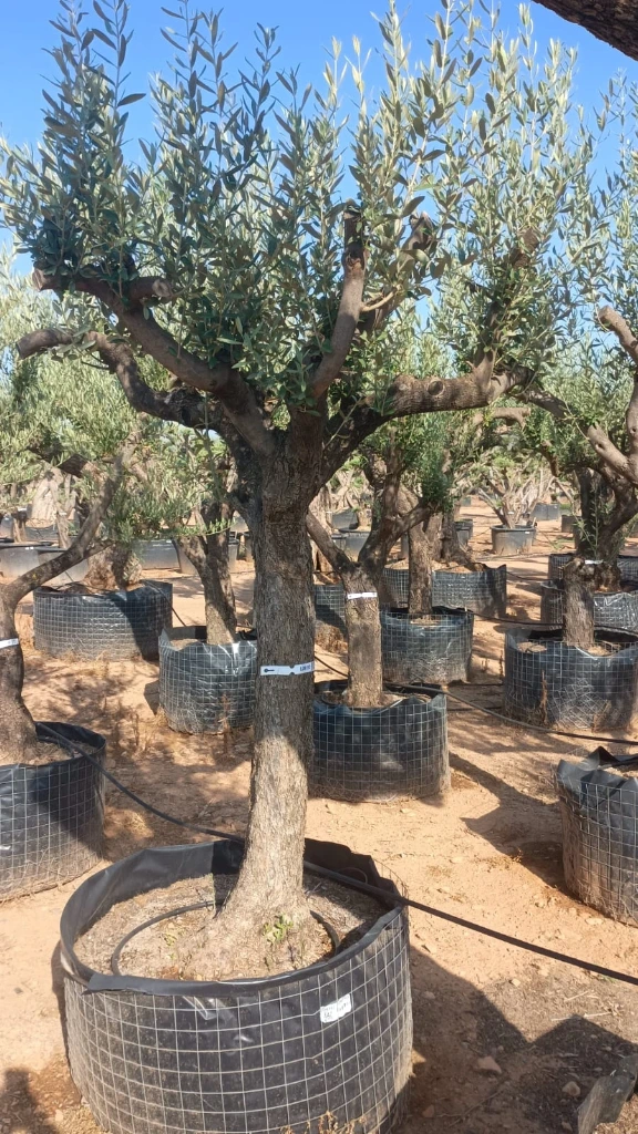 ONM50 - Olea Europaea Malla Metálica