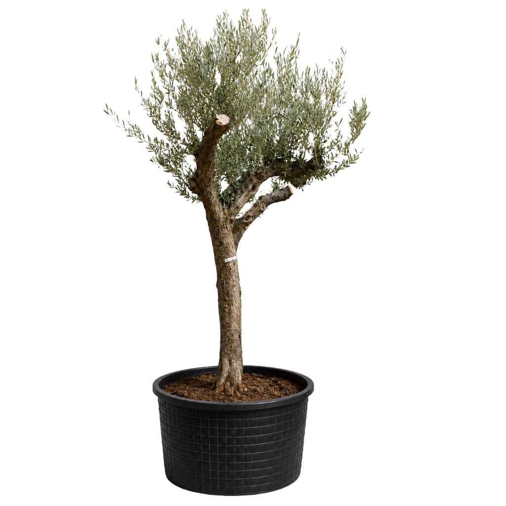 ONM50 - Olea Europaea Malla Metálica