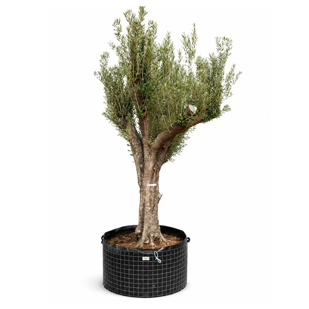 ONM60 - Olea Europaea Malla Metálica