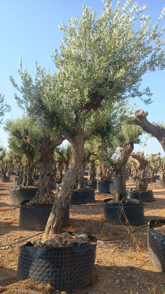 ONM60 - Olea Europaea Malla Metálica