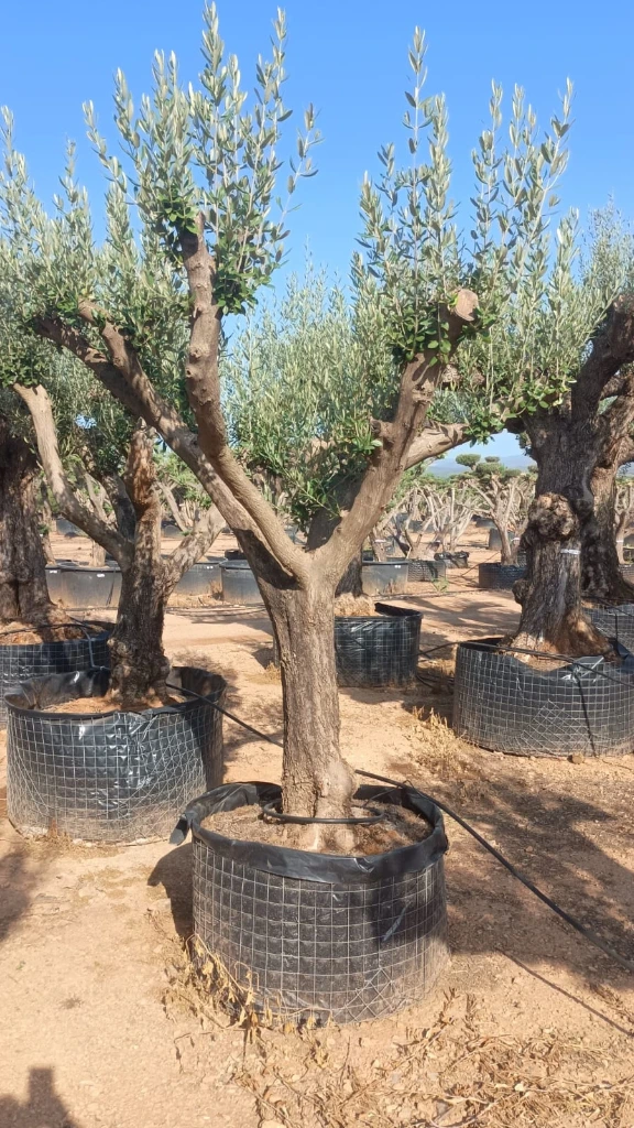 ONM60 - Olea Europaea Malla Metálica