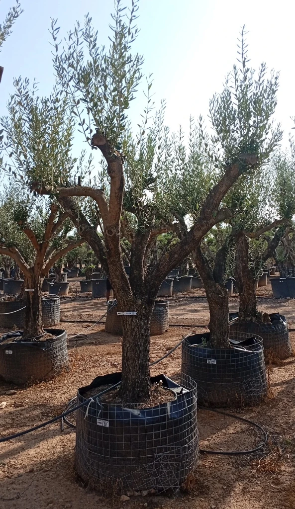 ONM60 - Olea Europaea Malla Metálica