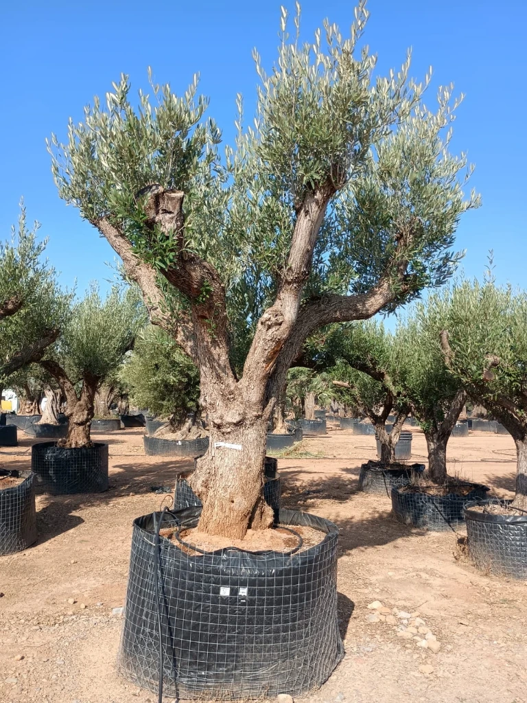 ONR01 - Olea Europaea Ejemplar centenario REF.01 Malla Metálica