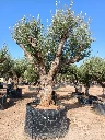 ONR01 - Olea Europaea Ejemplar centenario REF.01 Malla Metálica
