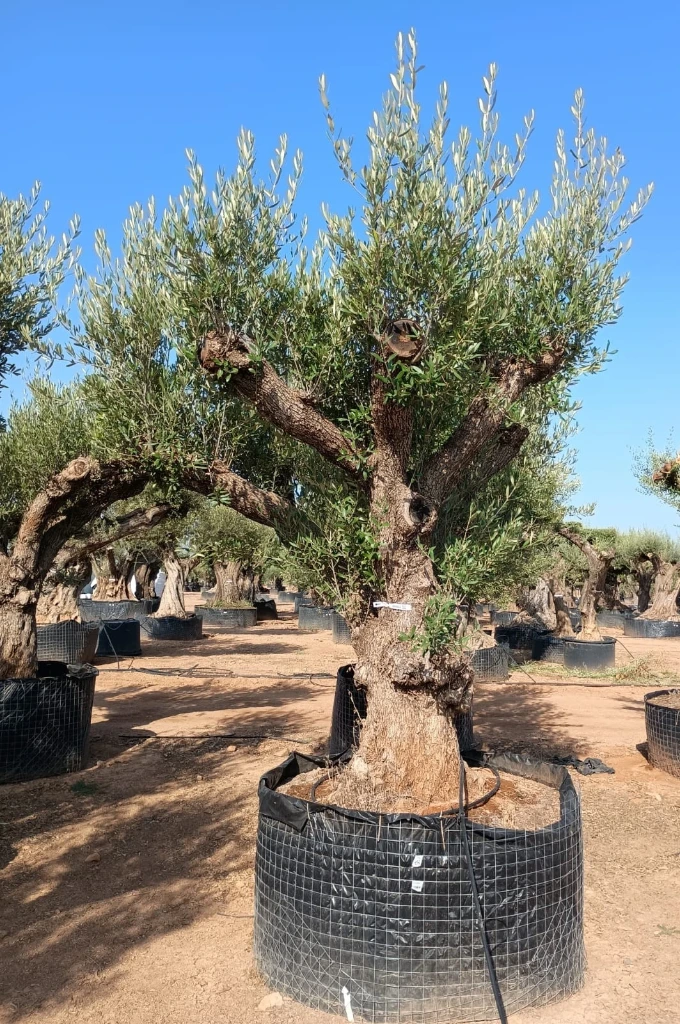 ONR01 - Olea Europaea Ejemplar centenario REF.01 Malla Metálica