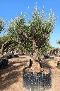 ONR01 - Olea Europaea Ejemplar centenario REF.01 Malla Metálica