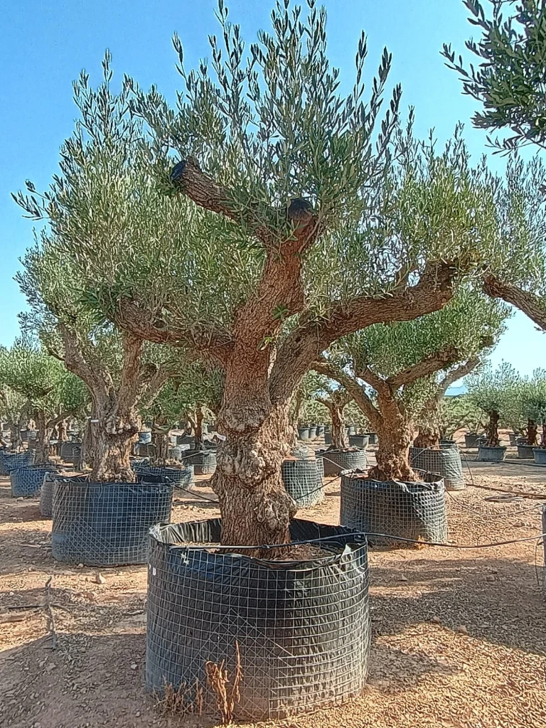 ONR01 - Olea Europaea Ejemplar centenario REF.01 Malla Metálica