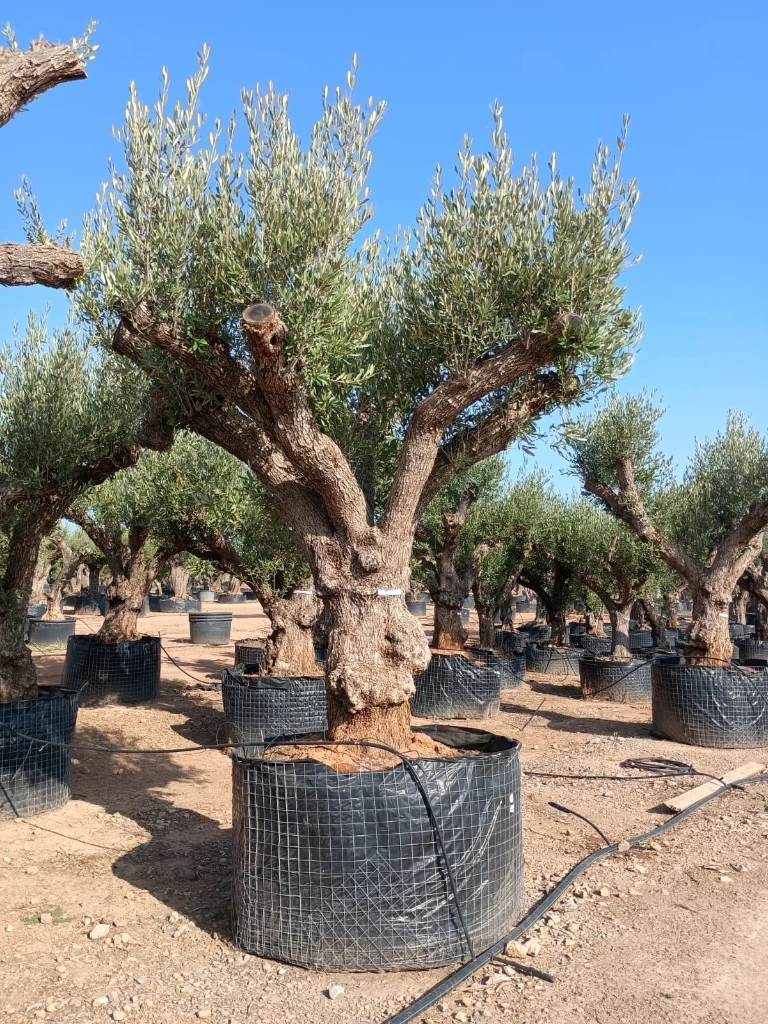 ONR01 - Olea Europaea Ejemplar centenario REF.01 Malla Metálica