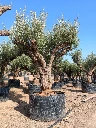 ONR01 - Olea Europaea Ejemplar centenario REF.01 Malla Metálica