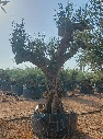 ONR02 - Olea Europaea Ejemplar centenario REF.02 Malla Metálica