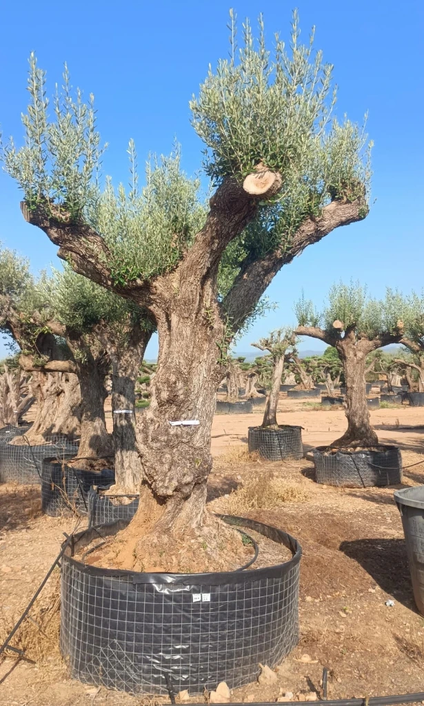 ONR02 - Olea Europaea Ejemplar centenario REF.02 Malla Metálica