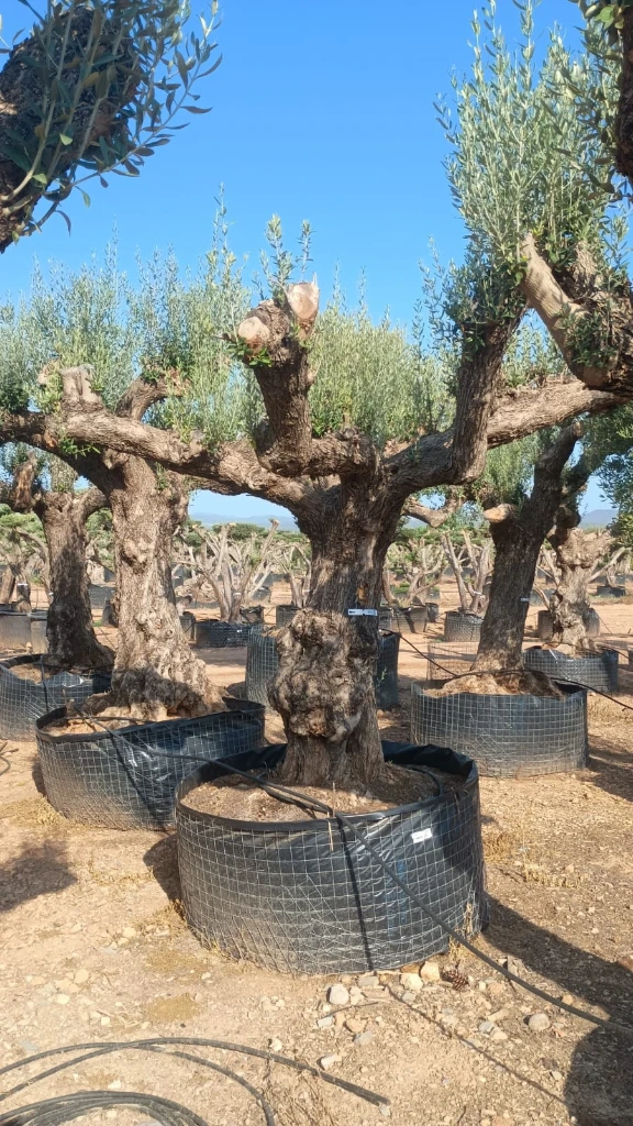 ONR02 - Olea Europaea Ejemplar centenario REF.02 Malla Metálica