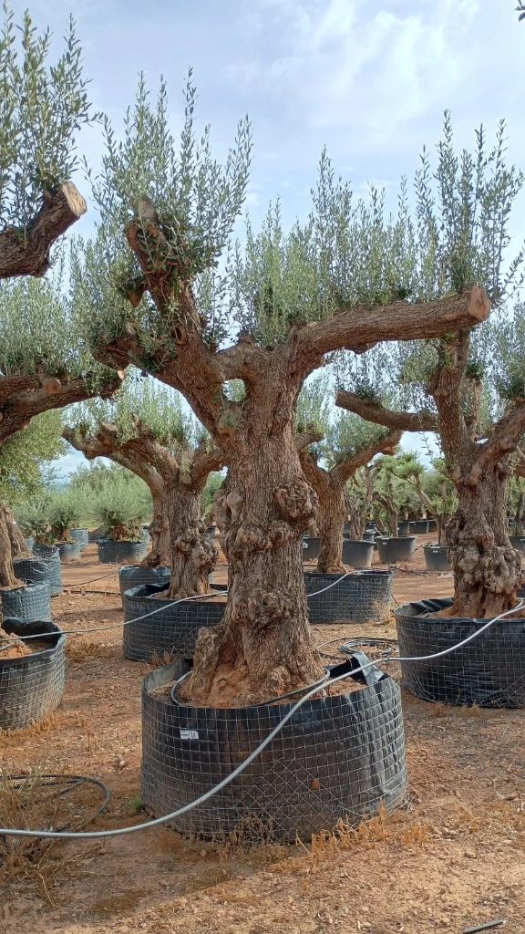 ONR02 - Olea Europaea Ejemplar centenario REF.02 Malla Metálica