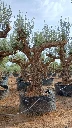 ONR02 - Olea Europaea Ejemplar centenario REF.02 Malla Metálica