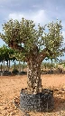 ONR02 - Olea Europaea Ejemplar centenario REF.02 Malla Metálica