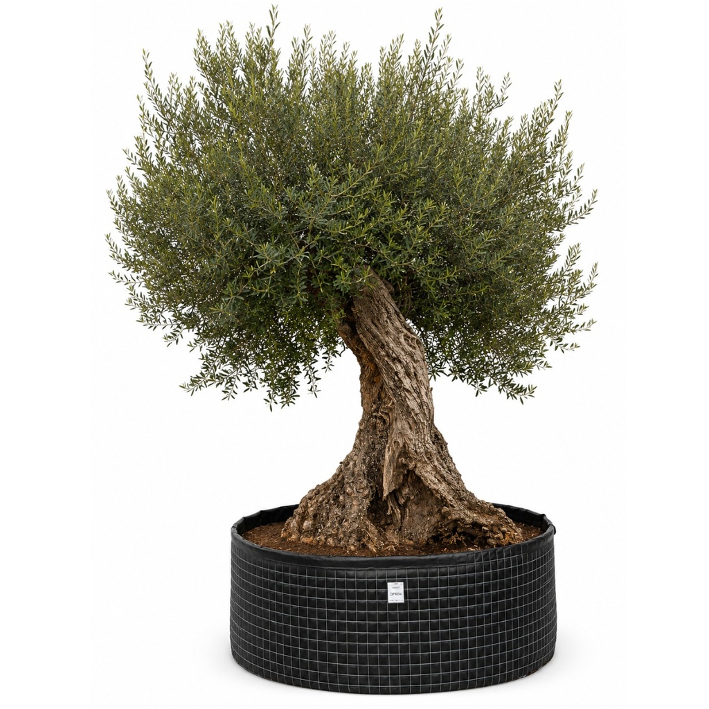 ONR05 - Olea Europaea Ejemplar centenario REF.05 Malla Metálica