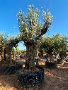 ONR06 - Olea Europaea Ejemplar centenario REF.06 Malla Metálica