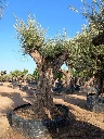 ONR06 - Olea Europaea Ejemplar centenario REF.06 Malla Metálica