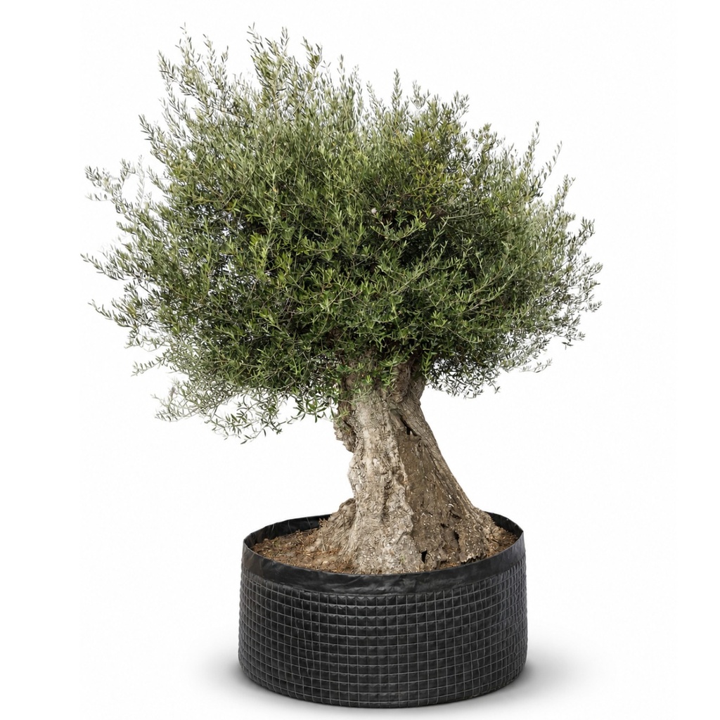 ONR07 - Olea Europaea Ejemplar centenario REF.07 Malla Metálica