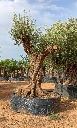 ONR07 - Olea Europaea Ejemplar centenario REF.07 Malla Metálica