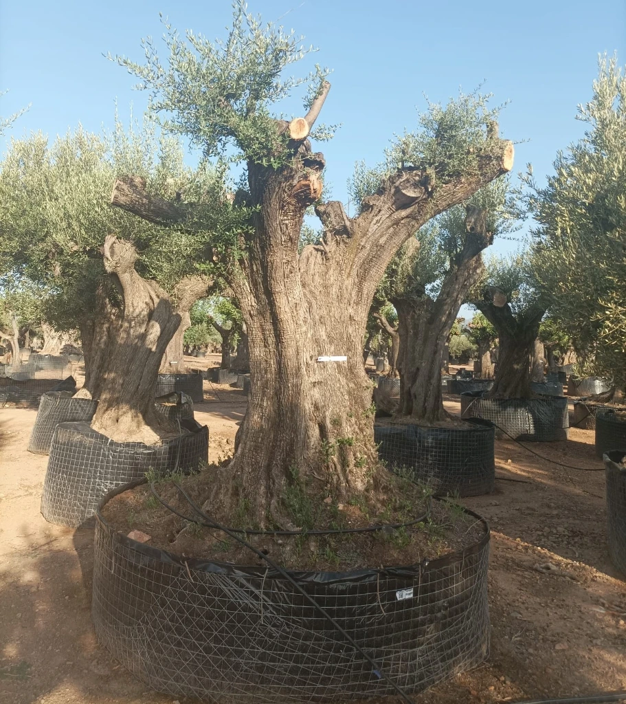 ONR07 - Olea Europaea Ejemplar centenario REF.07 Malla Metálica