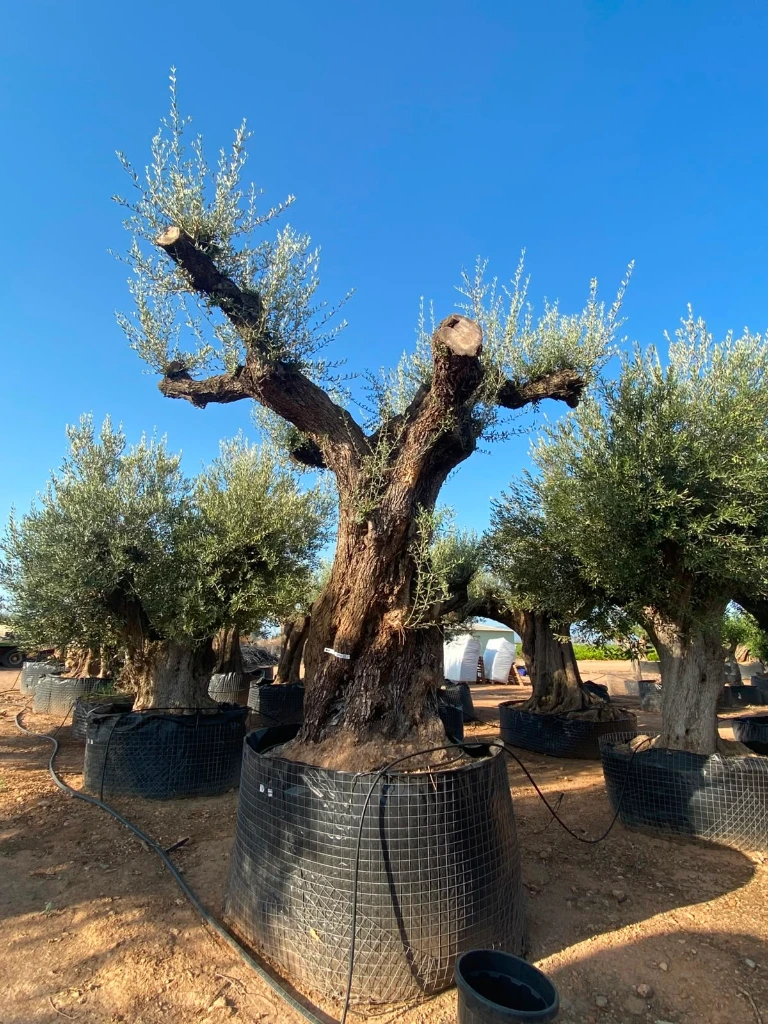 ONR10 - Olea Europaea Ejemplar centenario REF.10 Malla Metálica