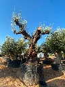 ONR10 - Olea Europaea Ejemplar centenario REF.10 Malla Metálica