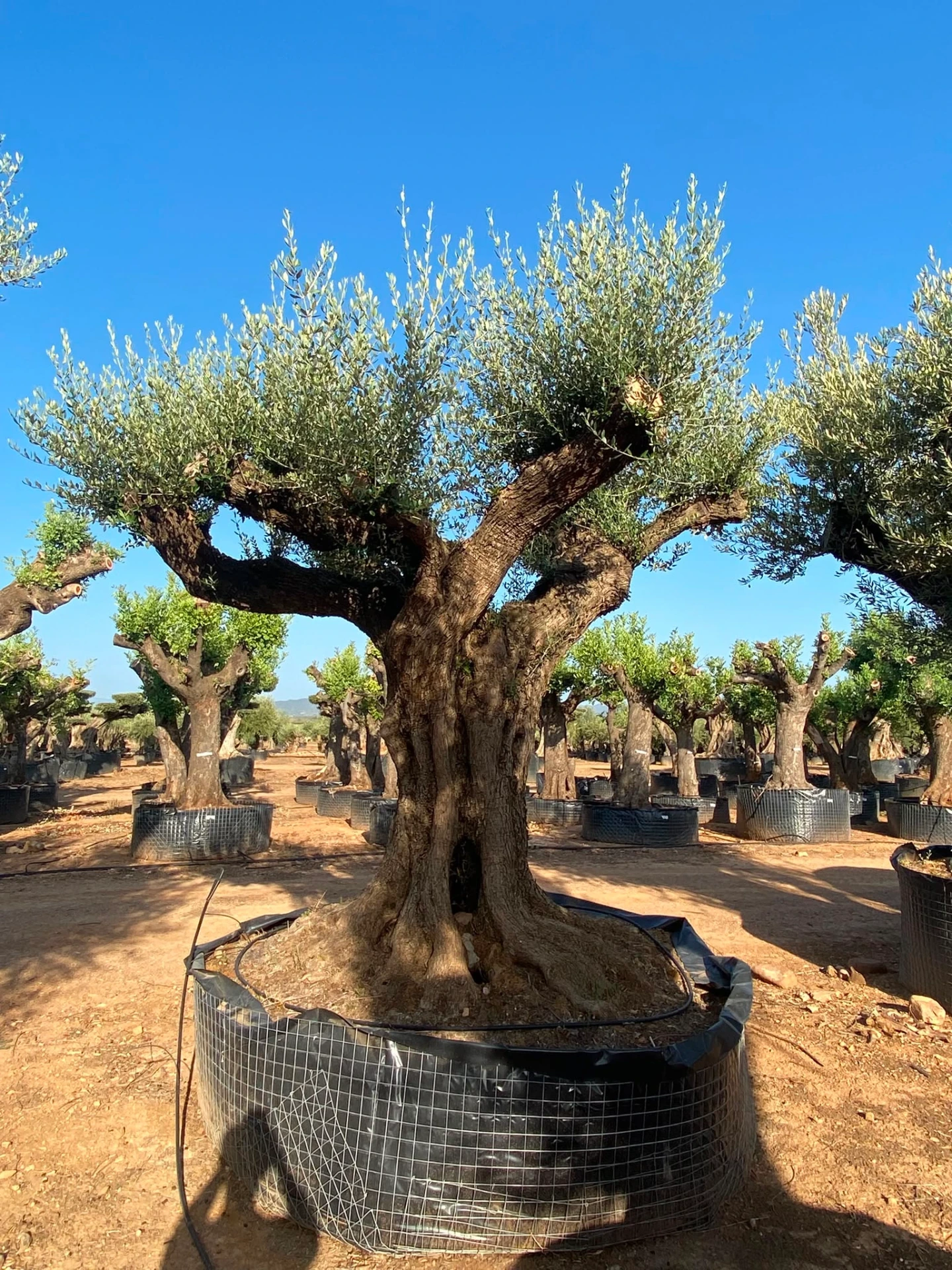 ONR12 - Olea Europaea Ejemplar centenario REF.12 Malla Metálica