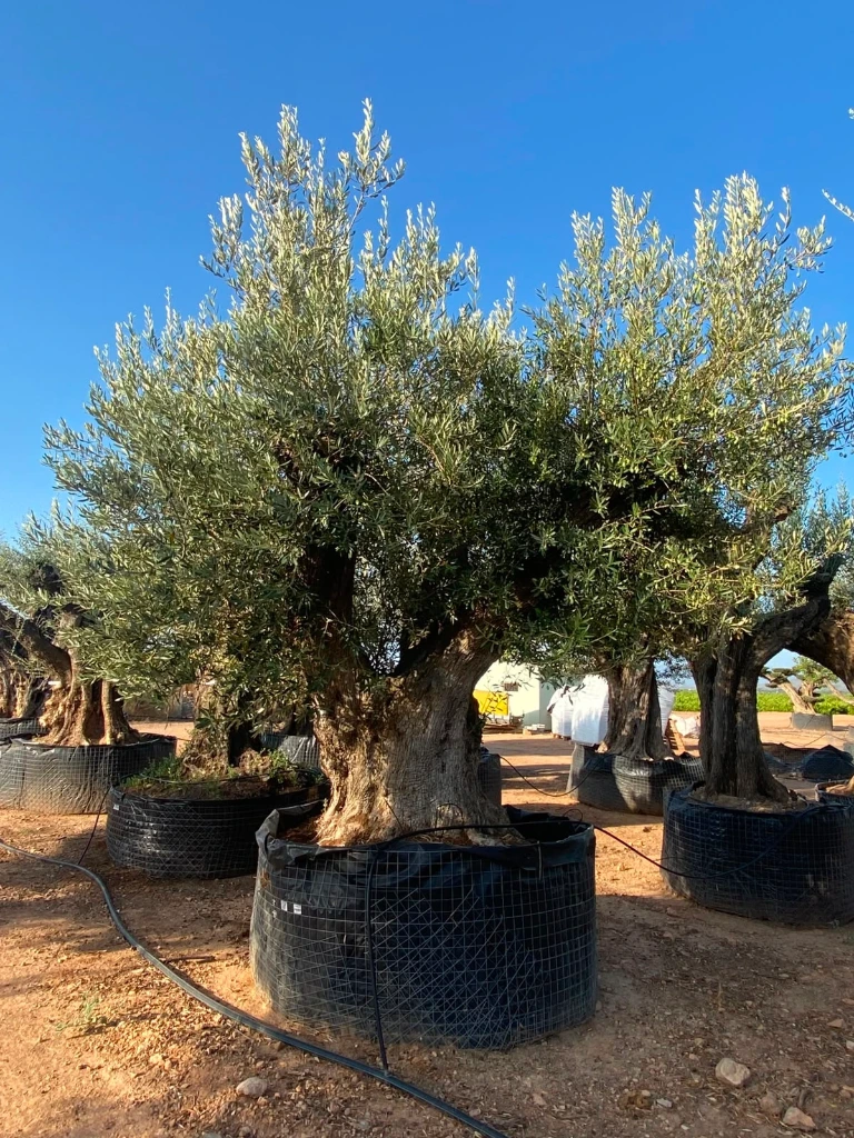 ONR13 - Olea Europaea Ejemplar centenario REF.13 Malla Metálica