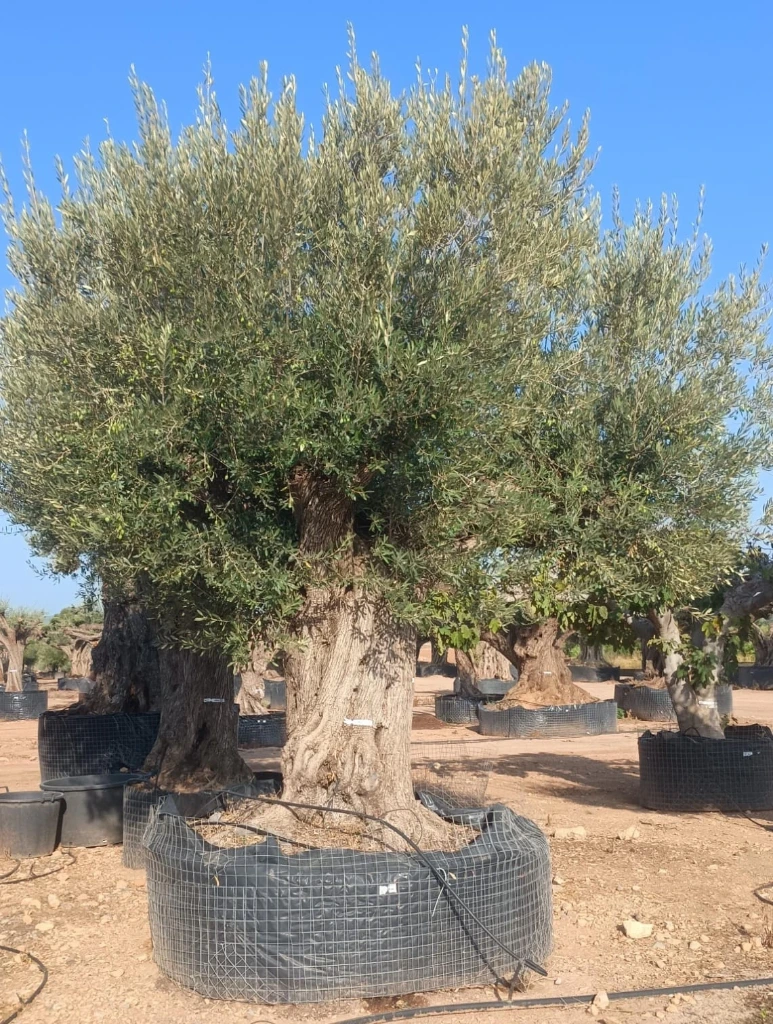 ONR14 - Olea Europaea Ejemplar centenario REF.14 Malla Metálica
