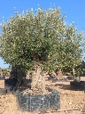 ONR14 - Olea Europaea Ejemplar centenario REF.14 Malla Metálica