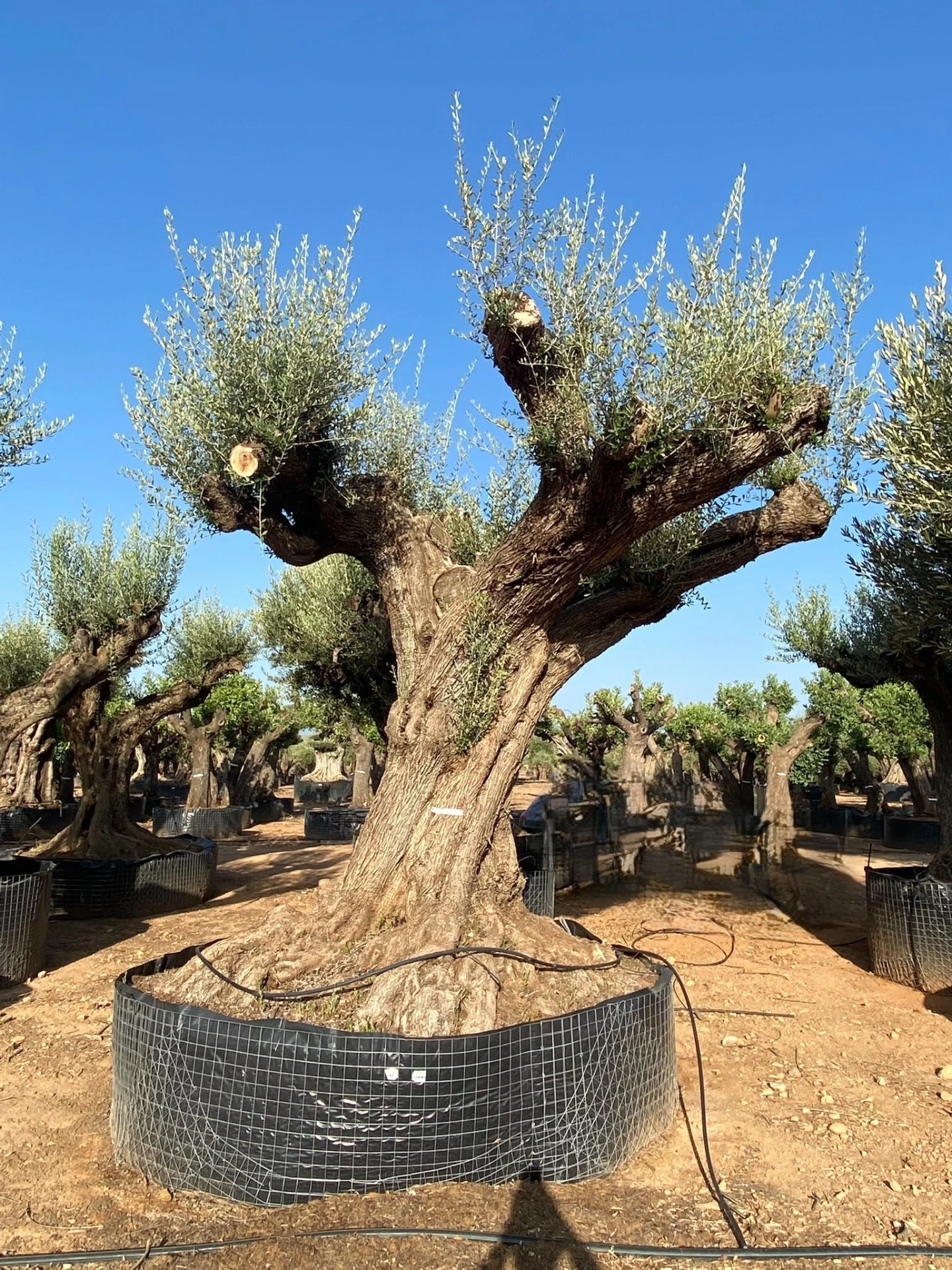 ONR15 - Olea Europaea Ejemplar centenario REF.15 Malla Metálica