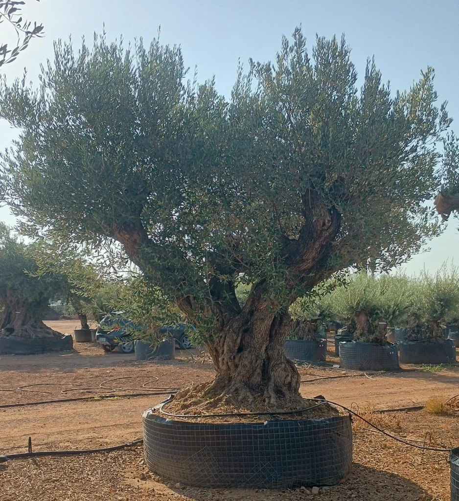 ONR15 - Olea Europaea Ejemplar centenario REF.15 Malla Metálica