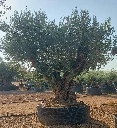 ONR15 - Olea Europaea Ejemplar centenario REF.15 Malla Metálica