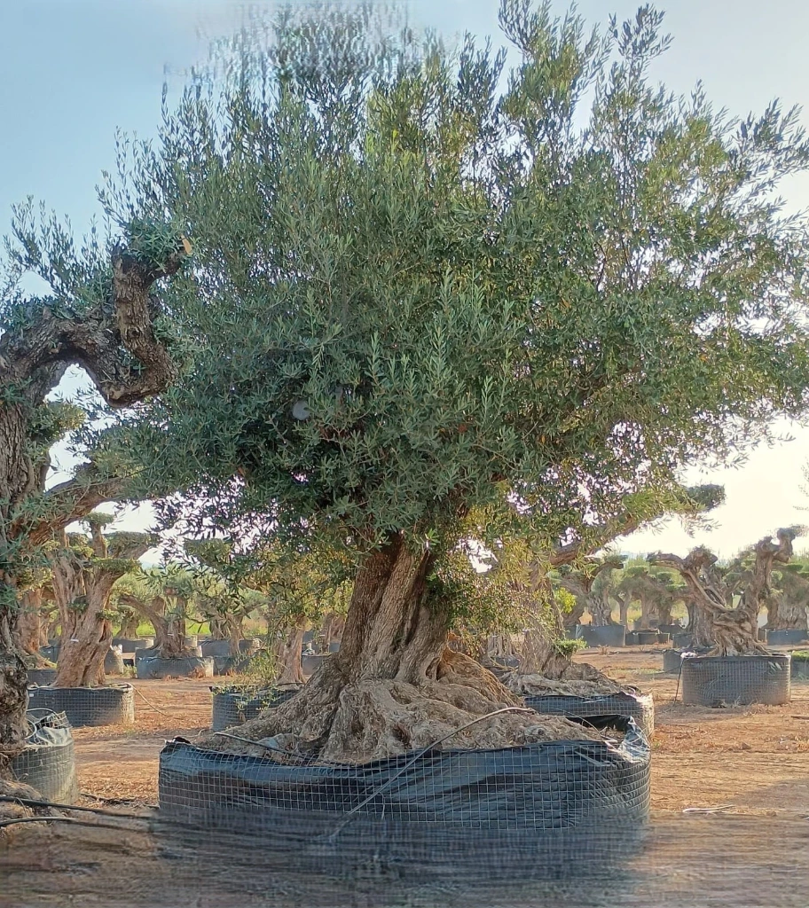 ONR16 - Olea Europaea Ejemplar centenario REF.16 Malla Metálica