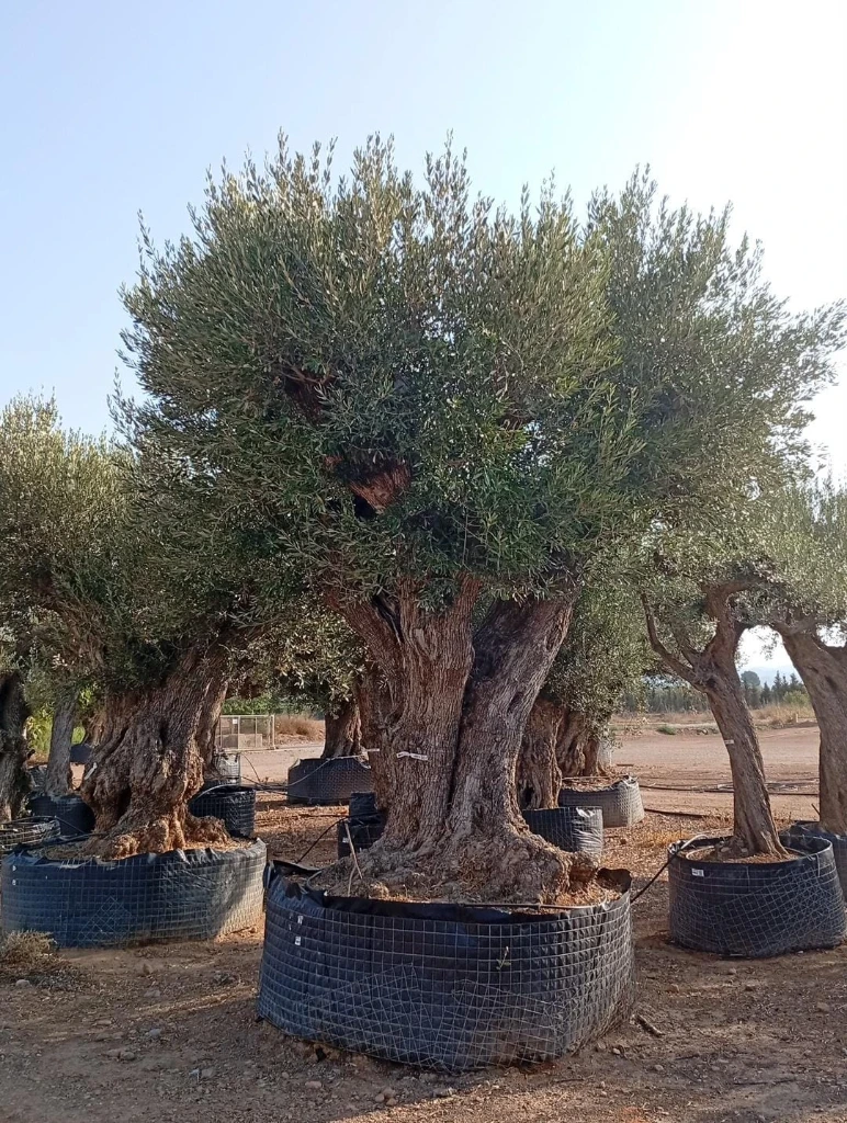 ONR16 - Olea Europaea Ejemplar centenario REF.16 Malla Metálica