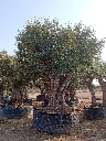 ONR16 - Olea Europaea Ejemplar centenario REF.16 Malla Metálica