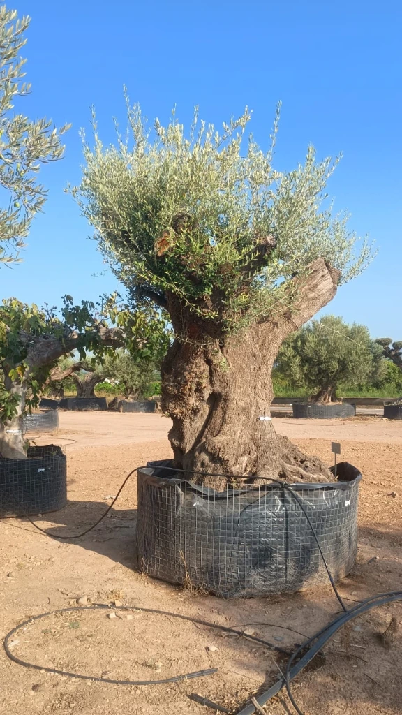 ONR17 - Olea Europaea Ejemplar centenario REF.17 Malla Metálica