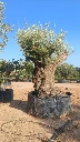 ONR17 - Olea Europaea Ejemplar centenario REF.17 Malla Metálica