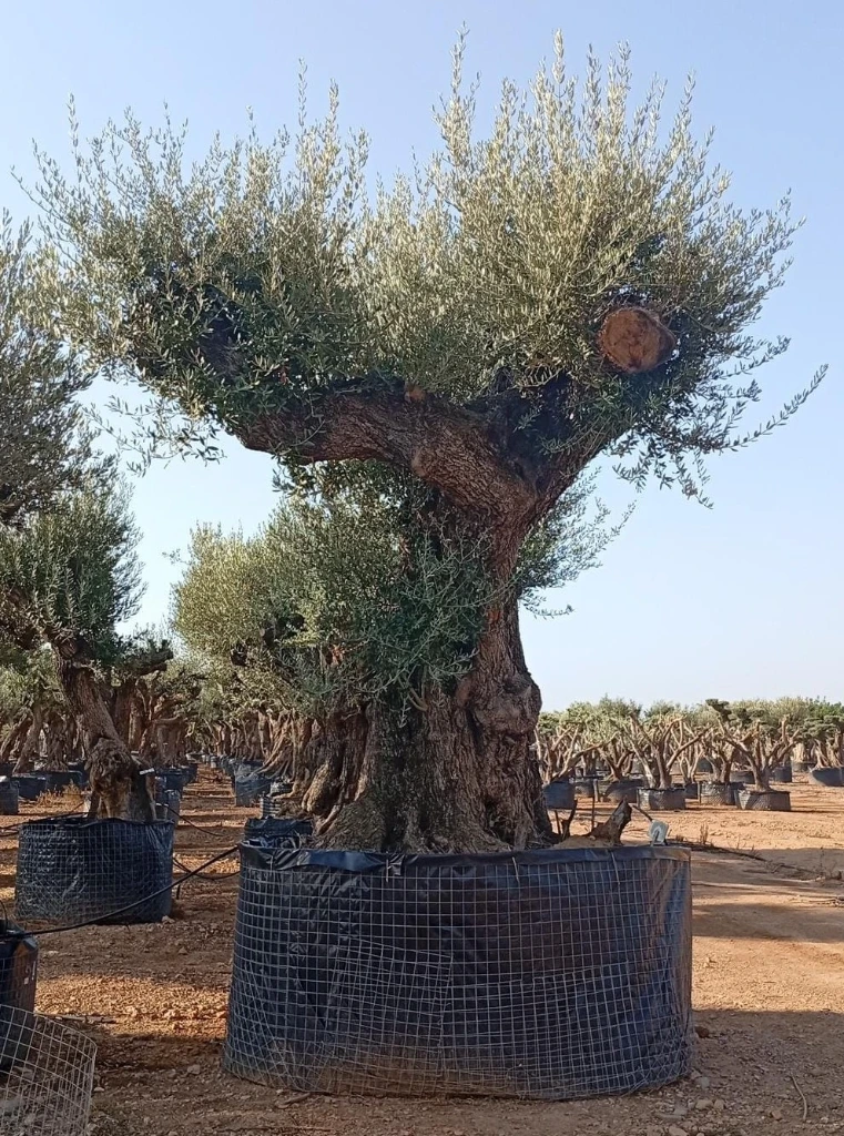 ONR19 - Olea Europaea Ejemplar centenario REF.19 Malla Metálica