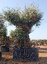 ONR19 - Olea Europaea Ejemplar centenario REF.19 Malla Metálica