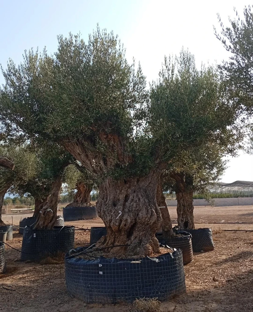 ONR19 - Olea Europaea Ejemplar centenario REF.19 Malla Metálica