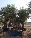 ONR19 - Olea Europaea Ejemplar centenario REF.19 Malla Metálica