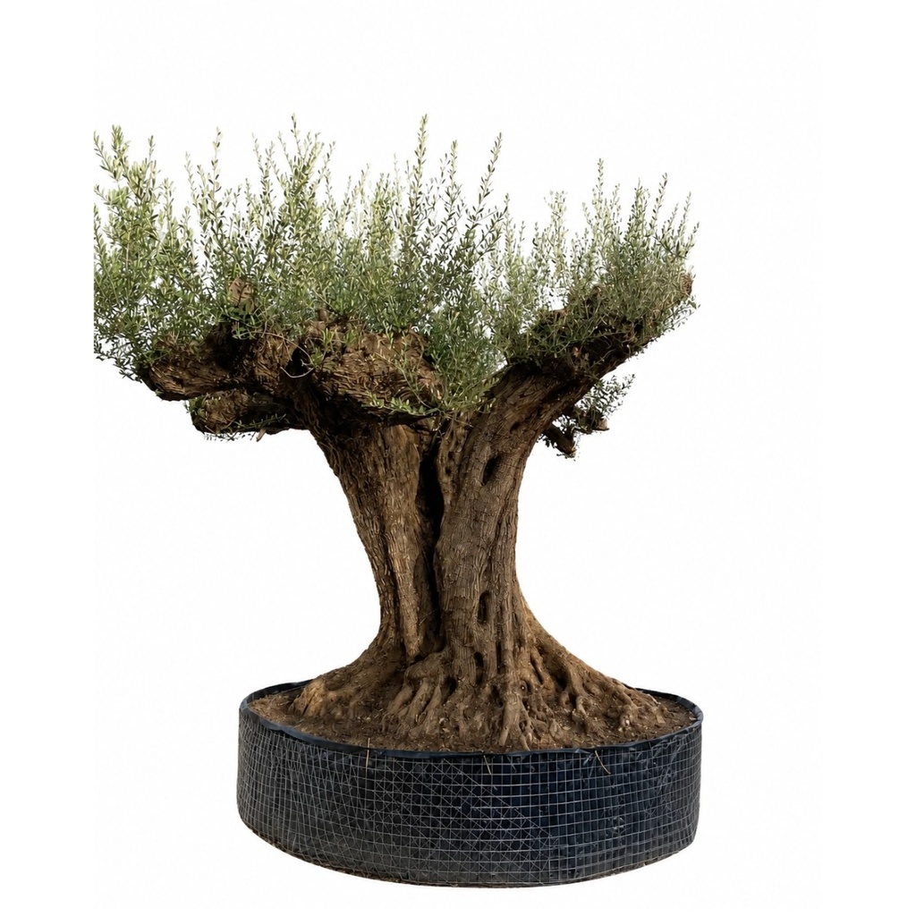 ONR21 - Olea Europaea Ejemplar centenario REF.21 Malla Metálica