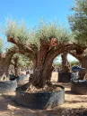 ONR21 - Olea Europaea Ejemplar centenario REF.21 Malla Metálica