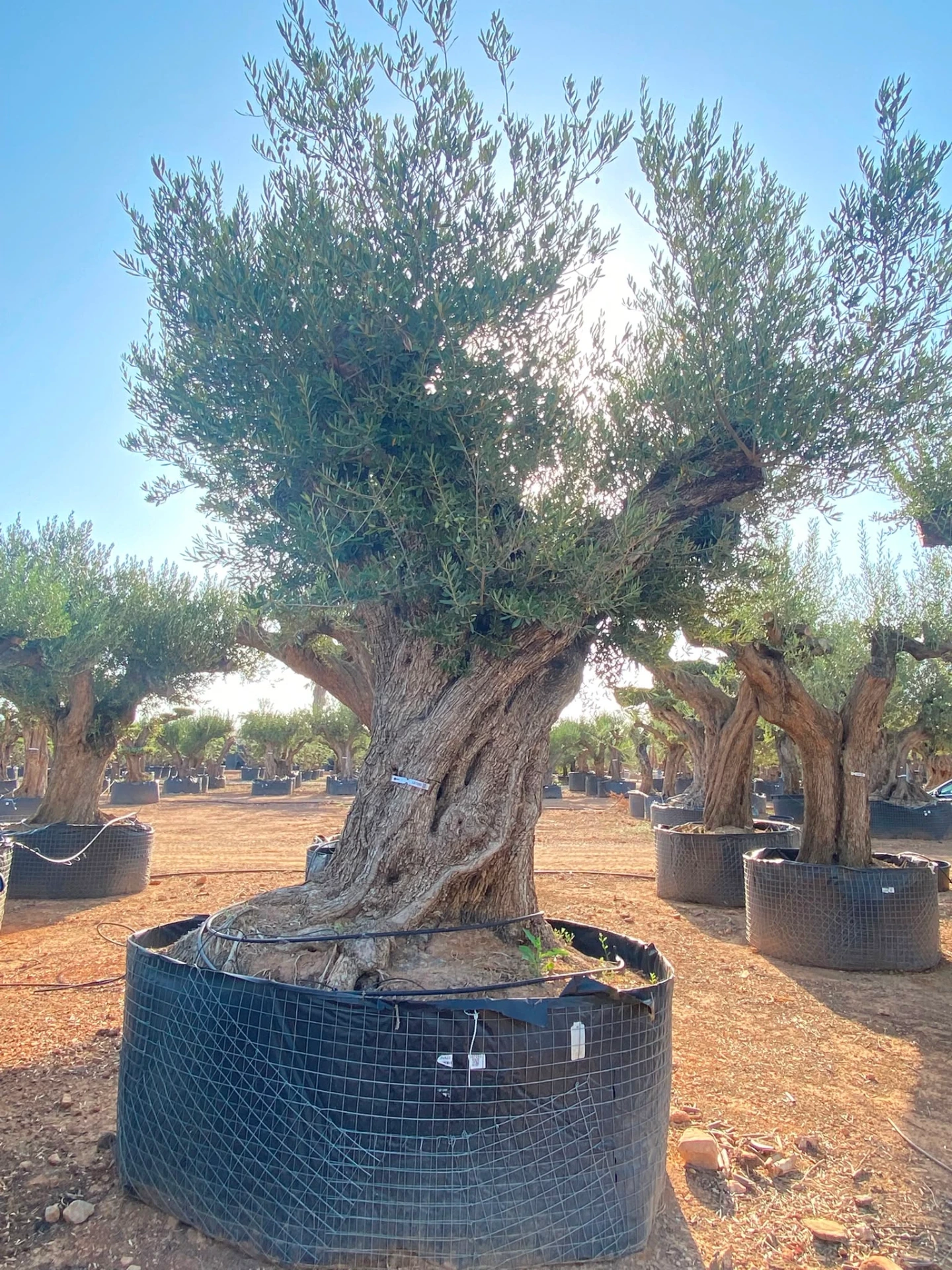 ONR22 - Olea Europaea Ejemplar centenario REF.22 Malla Metálica