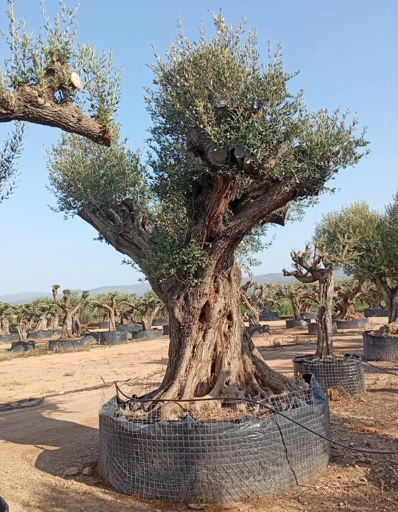 ONR22 - Olea Europaea Ejemplar centenario REF.22 Malla Metálica